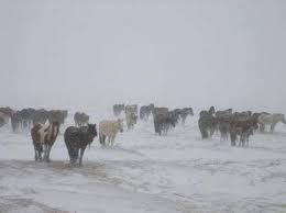 Нутгийн зүүн хэсгээр хүйтэн, салхи шуургатай байна